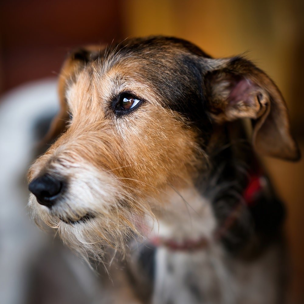 cute-dog-head-eye-detail-portrait-2022-04-30-19-33-41-utc-min.jpg